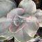 Succulent Plants Tropical Plants Decorative Plants Echeveria Decora Variegated