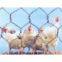 Hexagonal Wire Netting (factory)