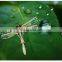 Fashion personlized insect brooch