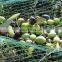 HDPE plastic netting olive harvesting net for fruits collection