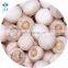 Wholesale good quality delicious frozen champignon mushroom