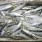 frozen sardine for tuna bait