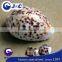tiger shell buttons,round shape shell buttons,