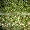 2016 Hydroponic Farm Fodder Growing System for Poultry/Livestock