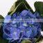 Colorful Hydrangea High Quality Natural White Hydrangea From Yunnan, China