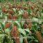 sorghum price can be very competitive