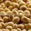 Soybean Seed