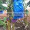 Agriculture Cover Banana Protection Bags