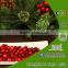 cranberry extract uti Biggest Supplier U.S.A Import Vaccinum Macrocarpon Proanthocyanidins 5%-70% UV,HPLC,DMAC Kosher Halal