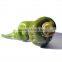2016 lastest F1 hybrid green early maturing screw pepper seeds