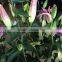 Supply Kunming Spring and Summer fresh flowers fresh cut lilies