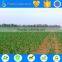 plant irrigation system for corn irrigation, sugarcane and so on