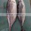 Superior fresh w/r Bonito tuna