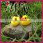 Mini CUTE fashional Resin decoration, Mini yellow duck Micro landscape furnishing articles