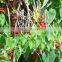 Tionospora Cordifolia