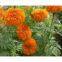 Marigold Seeds For Cultivating--Many Kinds!