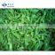 Sinocharm BRC A Approved Fresh Crisp IQF Green Pepper Strips Frozen Green Pepper