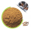 Pure Cordyceps Powder, 100% Fermented Cordyceps sinensis powder