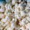 top quality quick frozen cauliflower iqf frozen florets