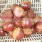 Fresh Chinese Chestnut