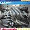 Sea mackerel fish in hot sale, 300-500g pacific mackerel fish, deep sea catching fish mackerel