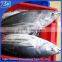 fresh frozen skipjack tuna on sale!