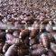 1.75kg fresh taro for sale at best market price