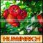 Relationship Between Root Growth And Fertilization Of Fruit Trees