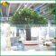 Large artificial banyan tree fiberglass banyan tree for indoor decorative