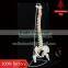 Life-size Vertebral column with pelvis pelvis and femur heads                        
                                                Quality Choice