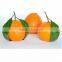 Fresh Mandarin from south africa