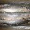 Frozen Grey Mullet Gutted
