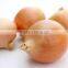 Model onion from Egypt