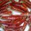 Indian Red Dry Chilli