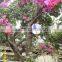 Bougainvillea glabra Live plants live bonsai