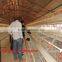 TAIYU A Type Layer Chicken Cage for Kenya (Whole year stock, local agent, visit customers every year)