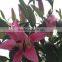 2016 hot fresh pink lily flower freshly cut lily for office decoration