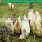 pvc chicken coop galvanized wire mesh