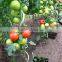 galvanized tomato growing spiral