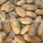 High Quality Hot Sale Kola Nuts