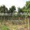 Ficus Altissima nursery in ground