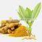 Curcuma longa Extract
