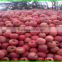 (HOT) China red fresh apple/fresh apple exporters