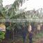 Factory direct supply banana fruit protection bags