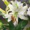 Fashionable Siberia white lily bouquet