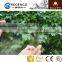 Acid Etched Plat Glass