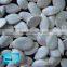 F1 Hybrid snow white Pumpkin Seeds,Sweet Pumpkin Seeds For Planting Deep white Flesh