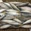 New hot sale WR mackerel fish 8-10pcs/kg for market / canned