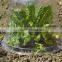 Mini PVC garden cloche LJ-3006