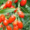 Organic Dried Goji Berries Medlar for hot sale